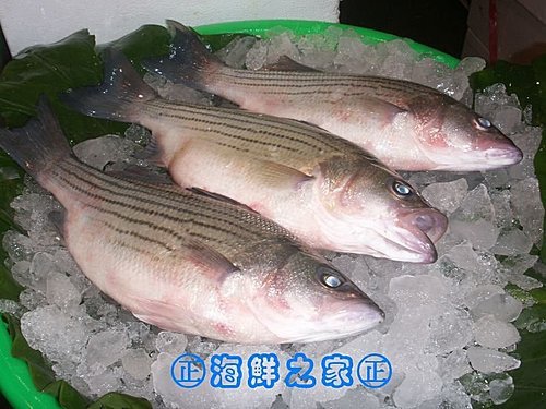 桃園海鮮之家【現撈 銀花鱸魚】