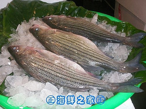 桃園海鮮之家【現撈 銀花鱸魚】