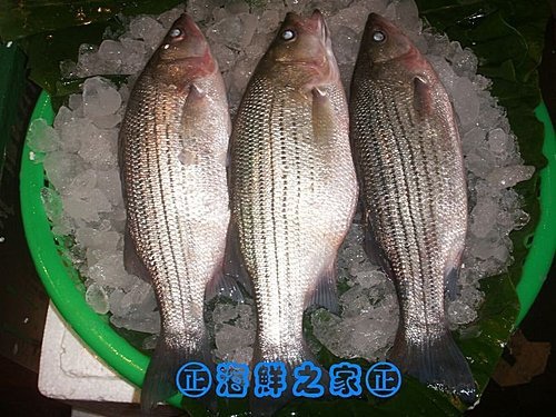 桃園海鮮之家【現撈 銀花鱸魚】