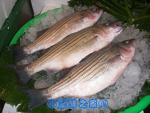 桃園海鮮之家【現撈 銀花鱸魚】