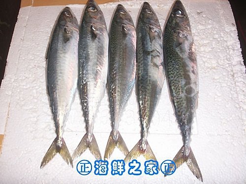 桃園海鮮之家【現撈 花輝魚】