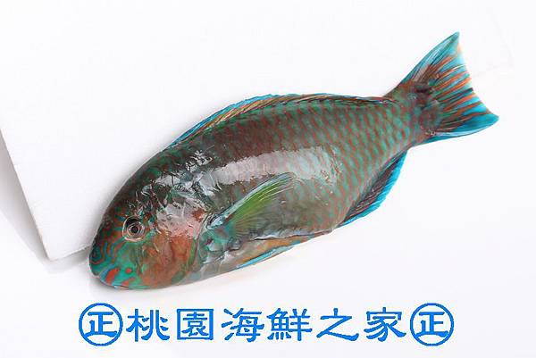 桃園海鮮之家【野生鸚哥魚（青衣、紅衣）】