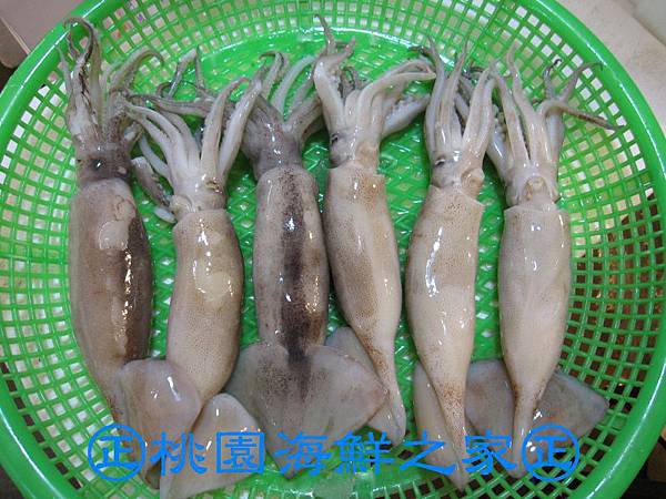 桃園海鮮之家【阿根廷冷凍魷魚】