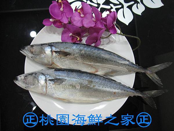 桃園海鮮之家【大尾鯖魚 鹹魚】