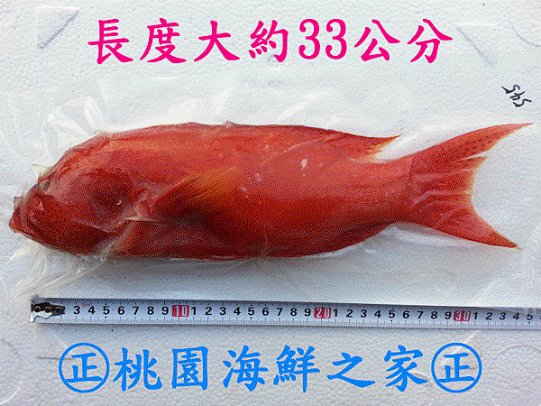 桃園海鮮之家【野生燕尾仔紅石班魚