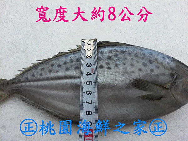 桃園海鮮之家【野生冷凍花昌魚】