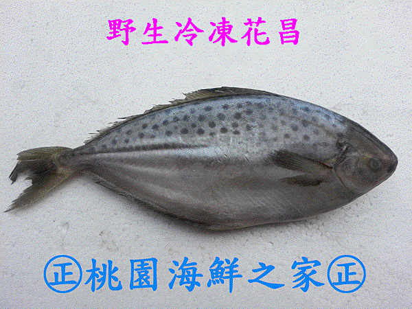 桃園海鮮之家【野生冷凍花昌魚】