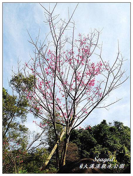 大溝溪親水公園