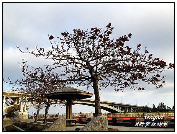 新豐紅樹林 新豐紅樹林