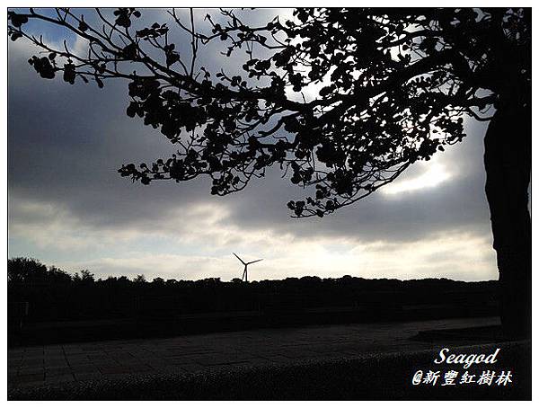 新豐紅樹林 新豐紅樹林