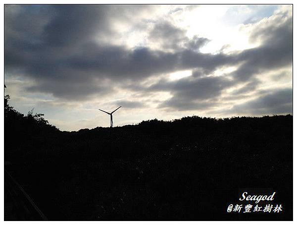 新豐紅樹林 新豐紅樹林