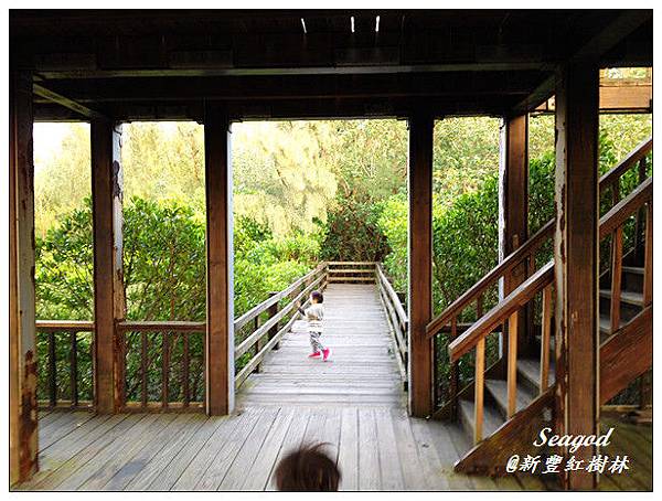 新豐紅樹林 新豐紅樹林