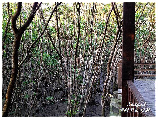 新豐紅樹林 新豐紅樹林