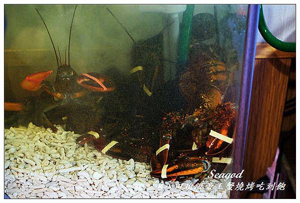 八田頂級帝王蟹燒烤吃到飽 八田頂級帝王蟹燒烤吃到飽