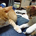 P1050431.JPG