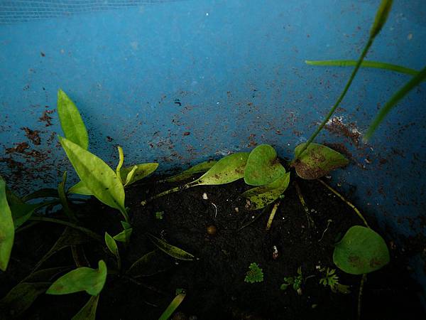 狹葉瓶爾小草與瓶爾小草 狹葉瓶爾小草與瓶爾小草