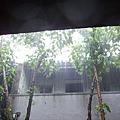 雨