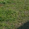 IMG_5398.JPG