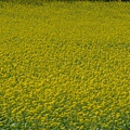 IMG_5276.JPG
