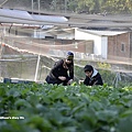 順路來草莓園17.jpg