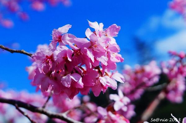 武陵櫻花20