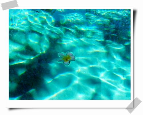 14 浮在水上的雞蛋花.jpg 14 浮在水上的雞蛋花.jpg