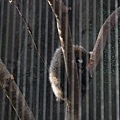 ZOO024.JPG