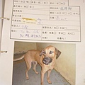 B-02高山犬1.jpg