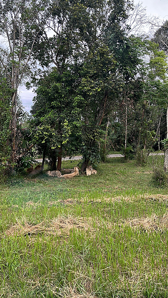 【越南】-富國島免簽直飛珍珠樂園、太陽香島樂園 、野生動物園