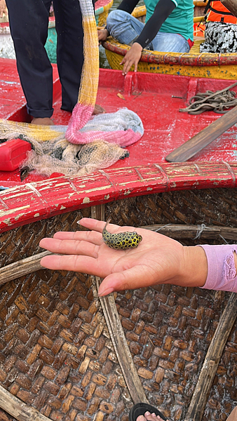 【越南】-富國島免簽直飛珍珠樂園、太陽香島樂園 、野生動物園