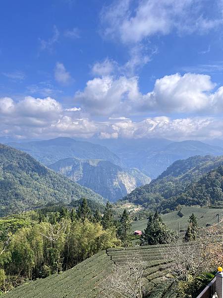 【嘉義】-台灣有個阿里山外國人打卡聖地檜木神木 日出雲海