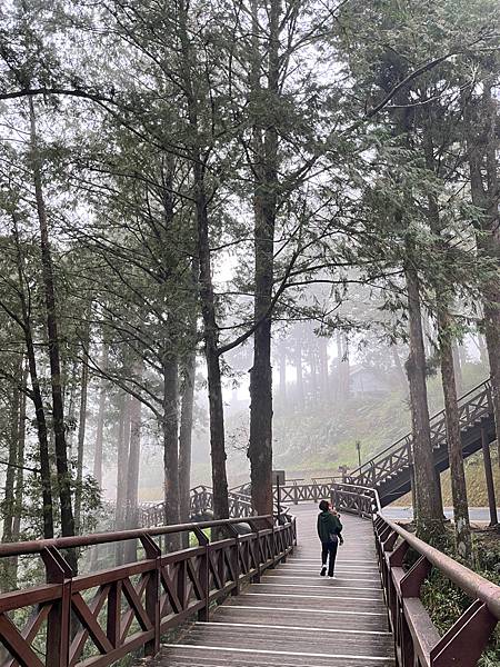 【嘉義】-台灣有個阿里山外國人打卡聖地檜木神木 日出雲海