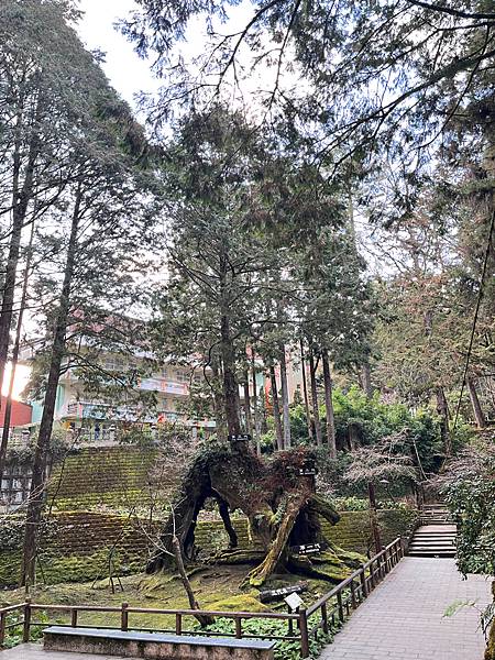 【嘉義】-台灣有個阿里山外國人打卡聖地檜木神木 日出雲海
