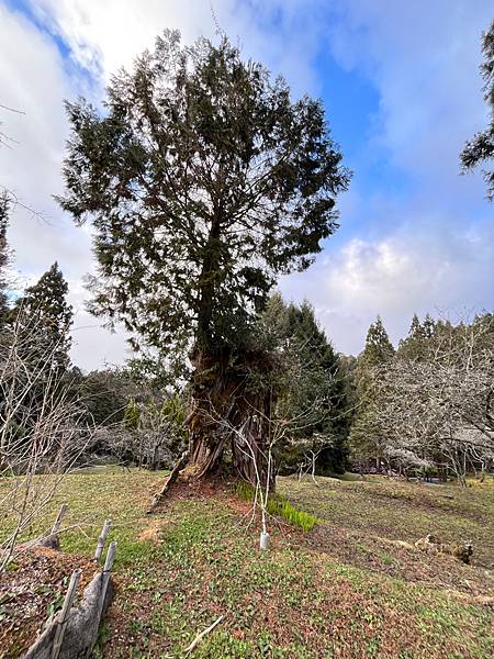 【嘉義】-台灣有個阿里山外國人打卡聖地檜木神木 日出雲海