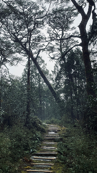 【宜蘭】-太加縱走 太平山 加羅湖 四季林道 加羅神木