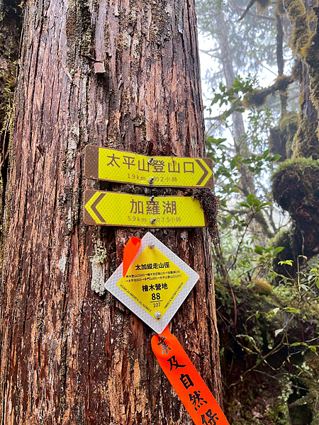 【宜蘭】-太加縱走 太平山 加羅湖 四季林道 加羅神木