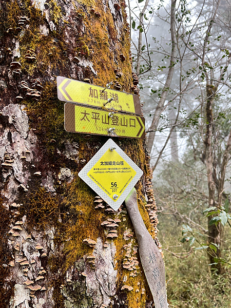 【宜蘭】-太加縱走 太平山 加羅湖 四季林道 加羅神木