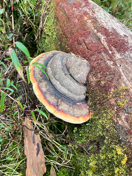 【宜蘭】-太加縱走 太平山 加羅湖 四季林道 加羅神木