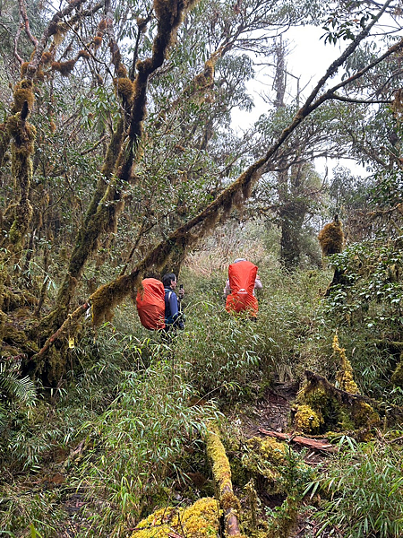【宜蘭】-太加縱走 太平山 加羅湖 四季林道 加羅神木
