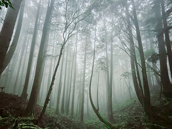 【新阿溪縱走】 阿里山眠月線 石猴車站 水樣森林 杉林溪