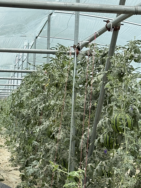 【西藏】-世界屋脊 拉薩 布達拉宮 大昭寺 那木措 青藏鐵路 【西藏】-世界屋脊 拉薩 布達拉宮 大昭寺 那木措 青藏鐵路