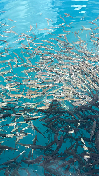 【西藏】-世界屋脊 拉薩 布達拉宮 大昭寺 那木措 青藏鐵路 【西藏】-世界屋脊 拉薩 布達拉宮 大昭寺 那木措 青藏鐵路