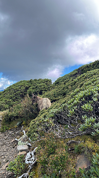 【百岳】-雪主東 七卡山莊 369鄰時營地 369山屋維修中 【百岳】-雪主東 七卡山莊 369鄰時營地 369山屋維修中