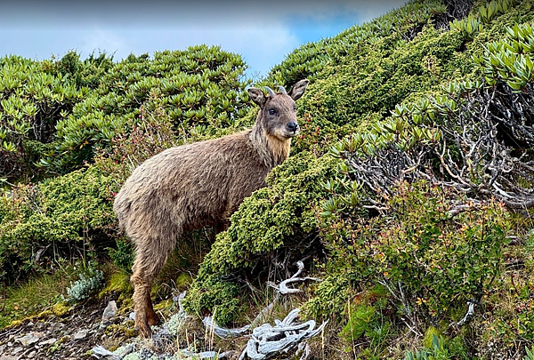 【百岳】-雪主東 七卡山莊 369鄰時營地 369山屋維修中 【百岳】-雪主東 七卡山莊 369鄰時營地 369山屋維修中
