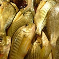 F海魚2 (640x426).jpg