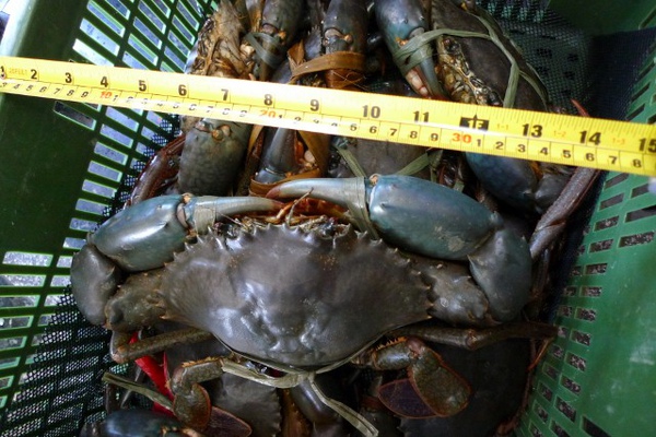 Z超大沙公 (640x427).jpg Z超大沙公 (640x427).jpg