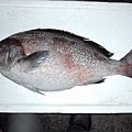 F扁過魚2 (640x480).jpg