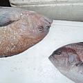 F扁過魚 (640x480).jpg