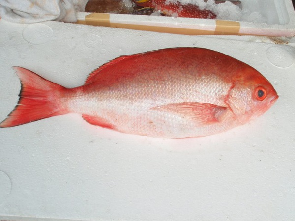 F紅雞魚 (640x480).jpg