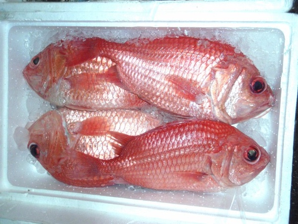 F鳳梨魚 (640x480).jpg